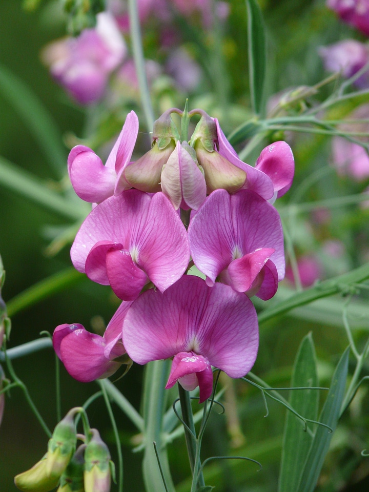 Faboideae legume purple