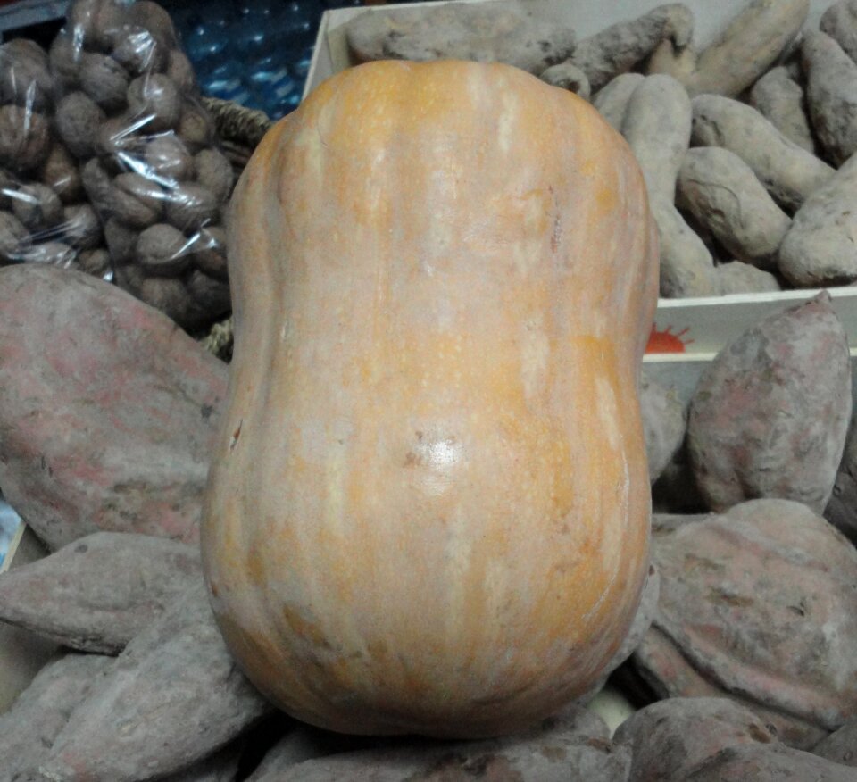 Pumpkin varieties of pumpkins vegetables