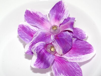 Cyclamen purple plant photo