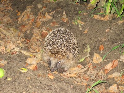 Nocturnal animal autumn