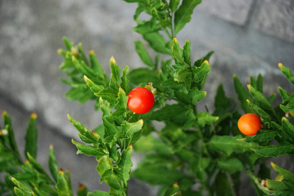 Garden tomatoe food
