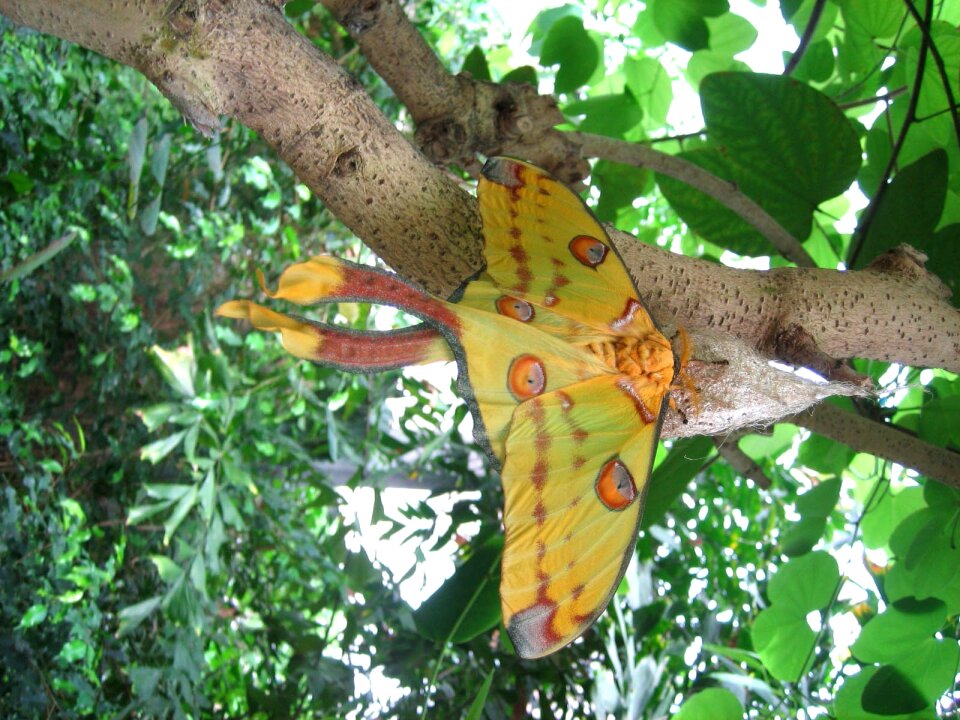 Butterfly butterflies insect