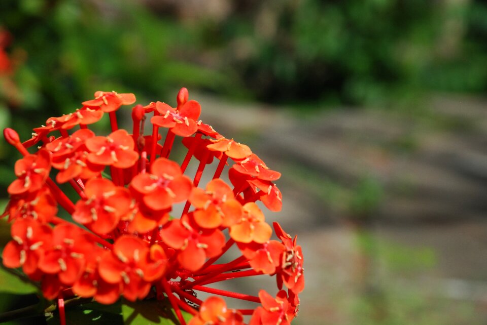Nature wild wild plants