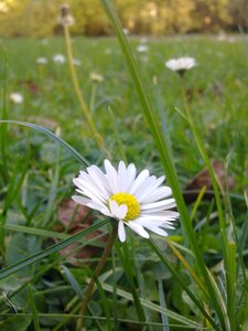 Grass meadow close up