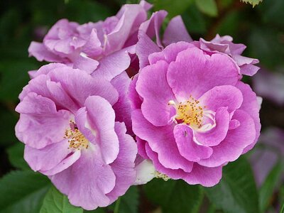 Bloom love marry