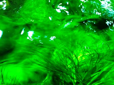 Green water planting