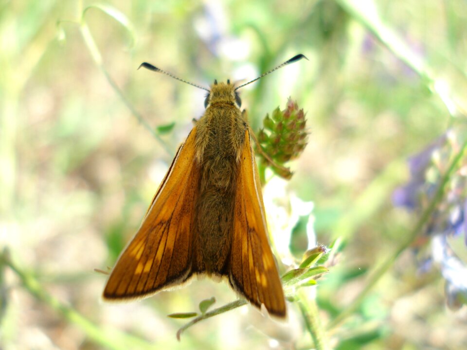 Brown orange coloring