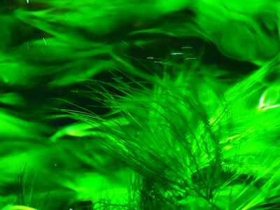 Green water planting