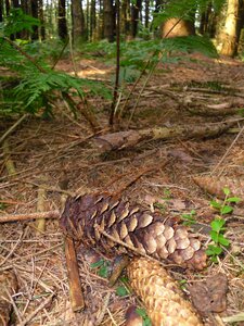 Forest coniferous forest trees photo