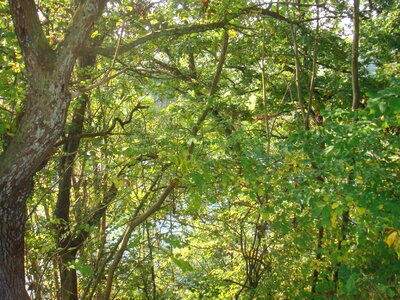 Tree branches canopy