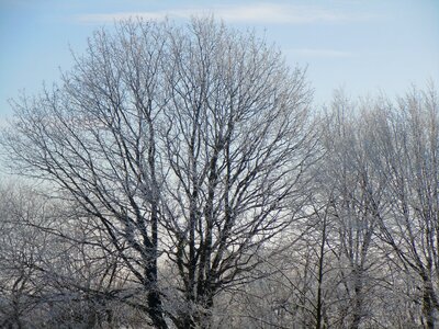 Tree icy snowy