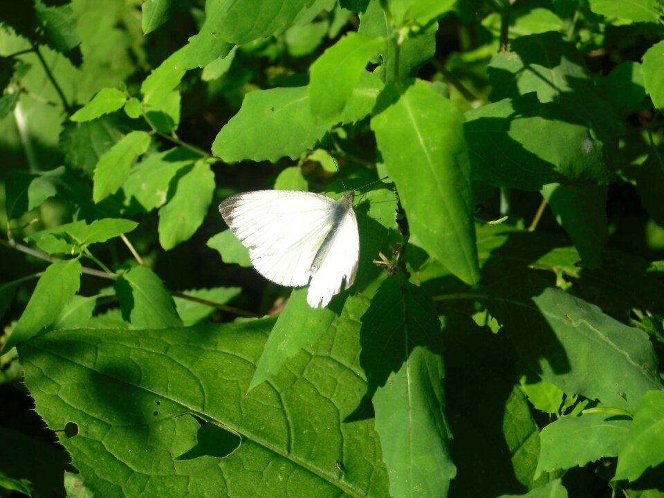 Butterfly leaves green