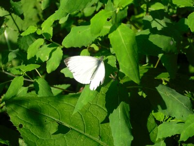 Butterfly leaves green photo