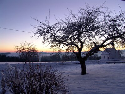 Nature winter tree