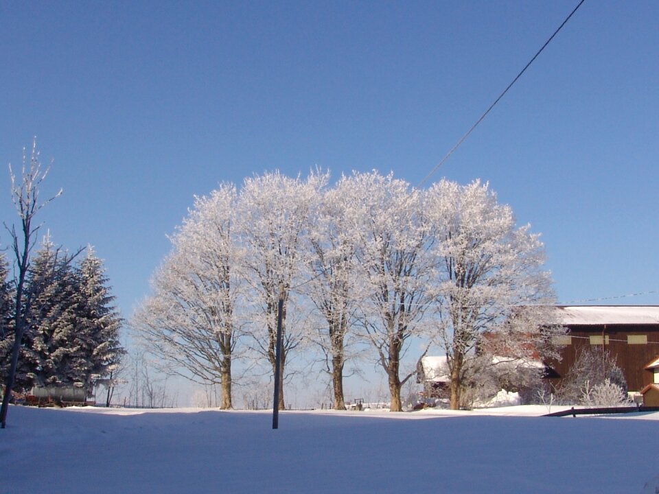 Nature winter tree
