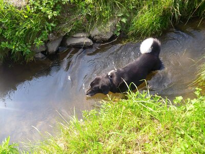 Dog bach water