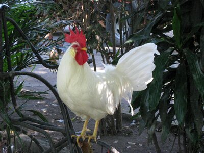 Birds poultry male