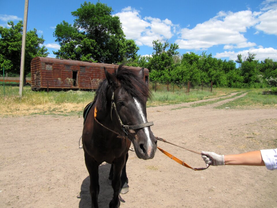 Stallion mare animal