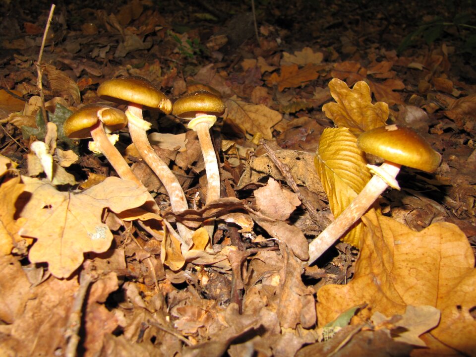 Autumn in the fall of nature