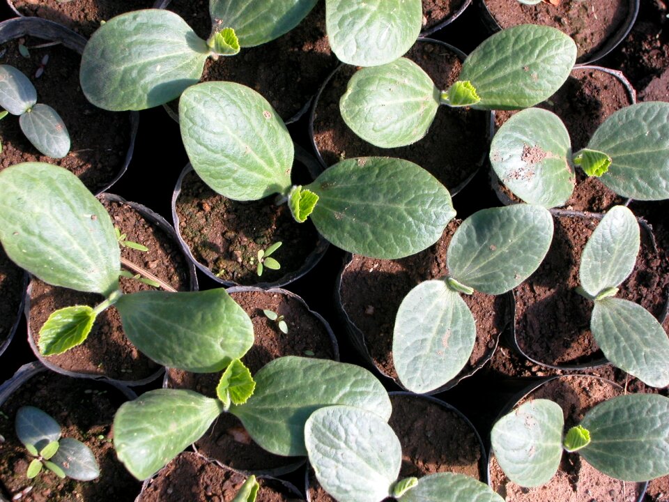 Organic seedlings port
