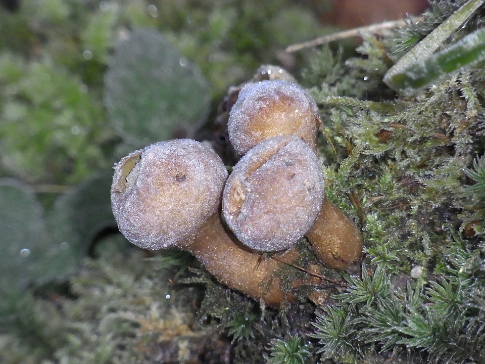 Forest winter frost