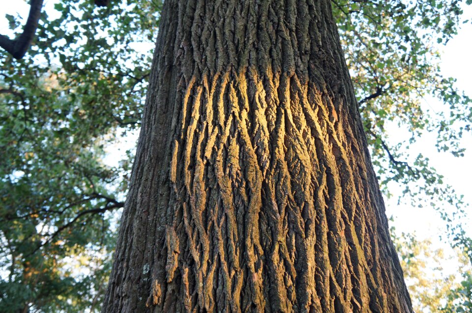 Nature growing trees