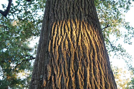 Nature growing trees
