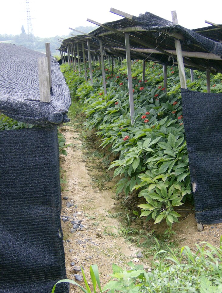 Ginseng agriculture export
