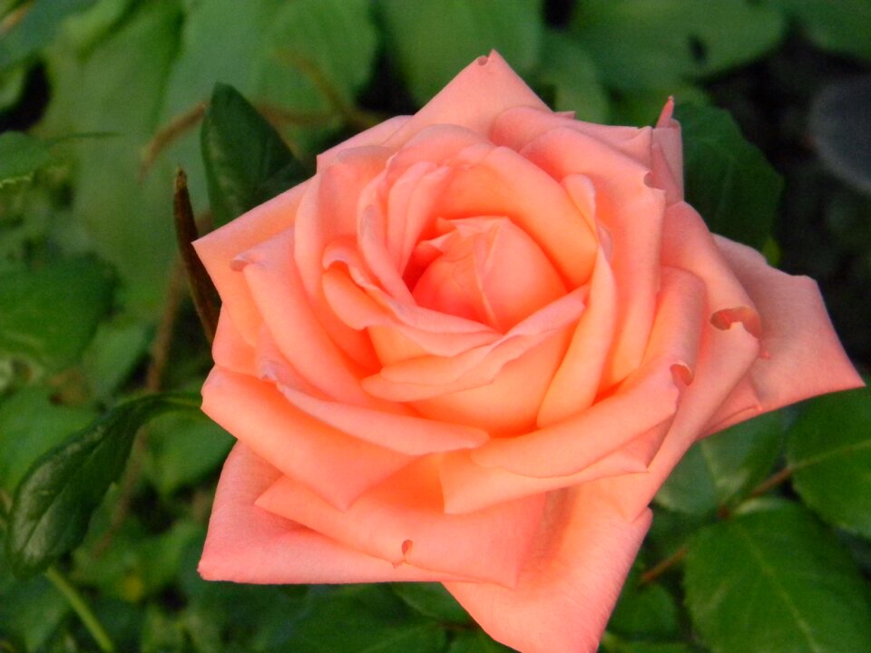 Rose garden flower