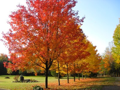 Fall leaves art autumn
