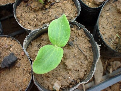 Organic seedlings port