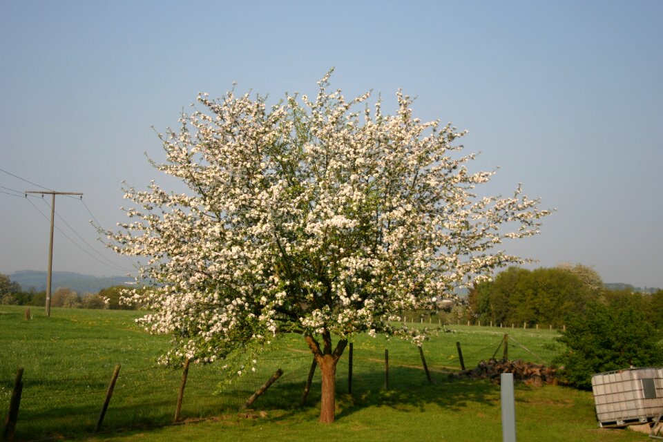 Garden cherry blossoms spring
