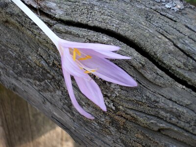 Flowers purple wood
