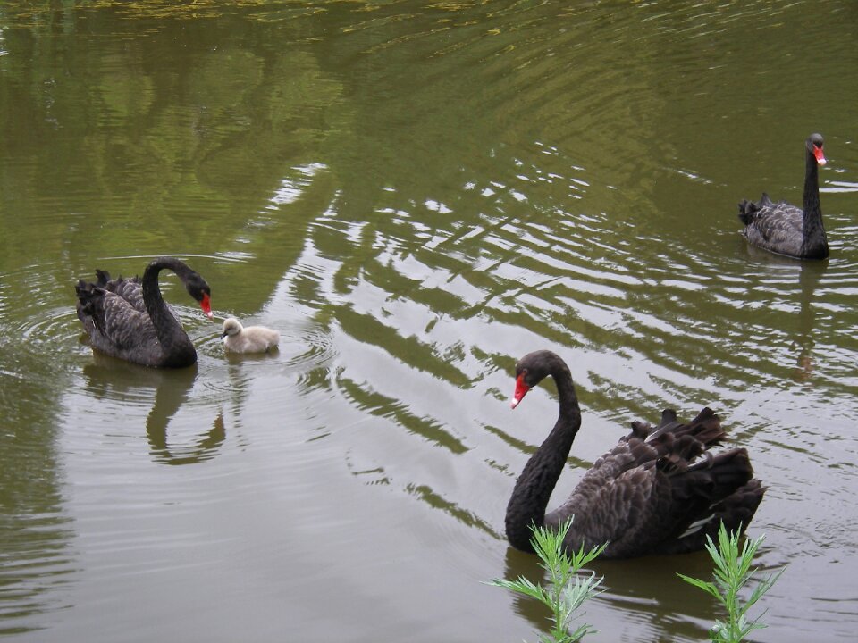 Swans in rostov zoo