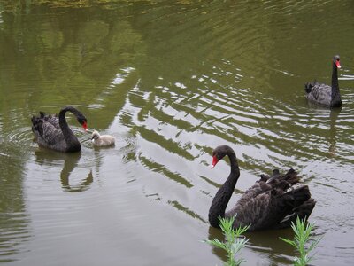 Swans in rostov zoo