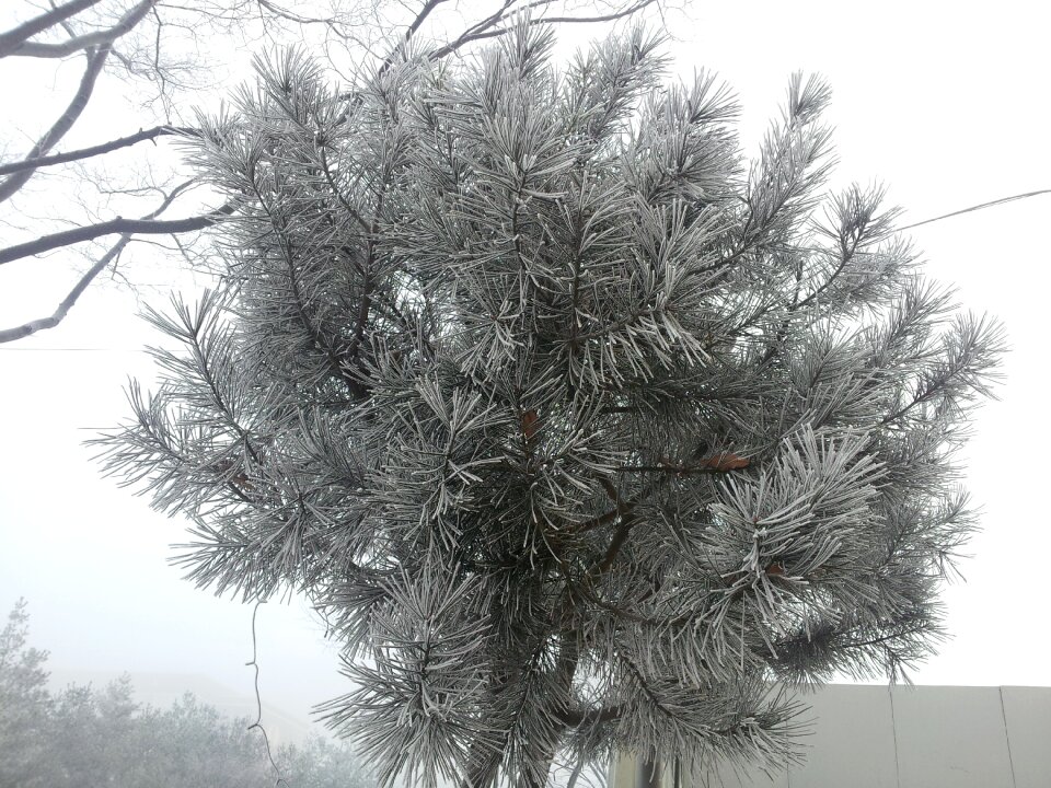 Wood winter tree snow flower