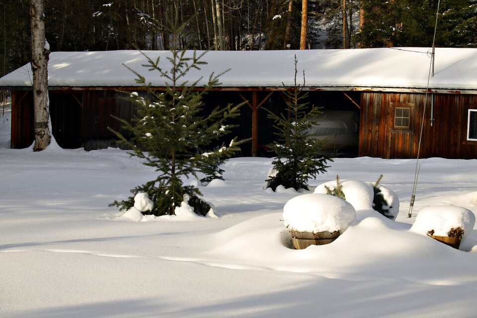 Old snow tree photo