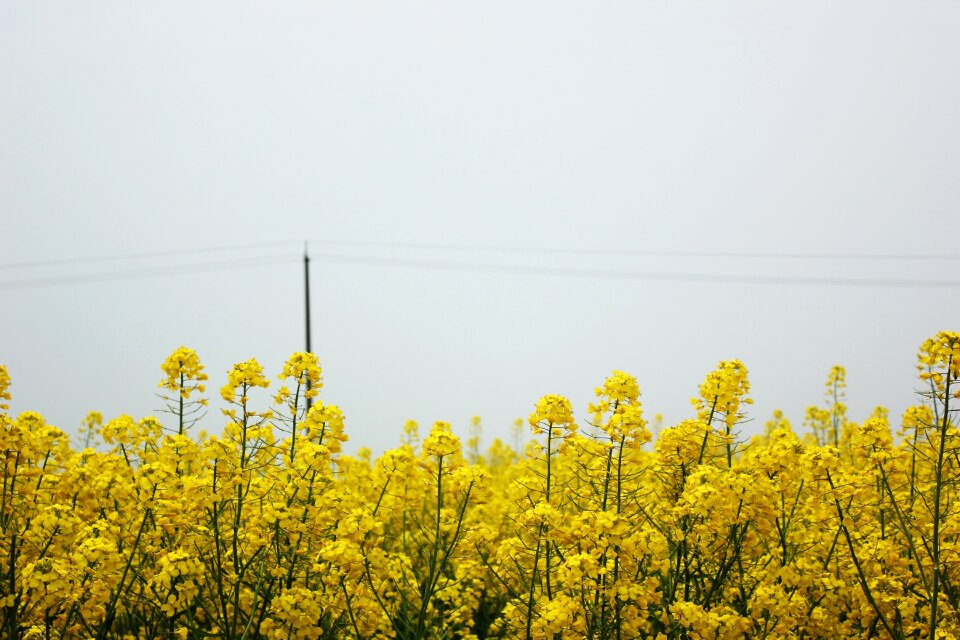 Flowers brilliant sky