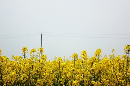 Flowers brilliant sky