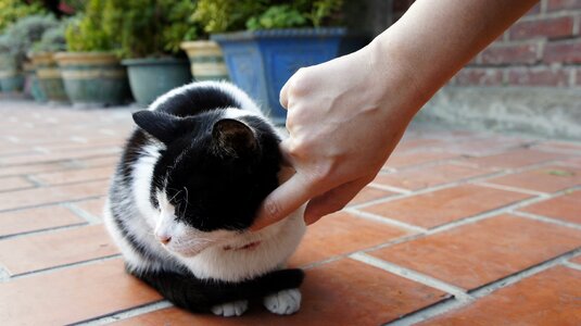 Cat pet cuteness