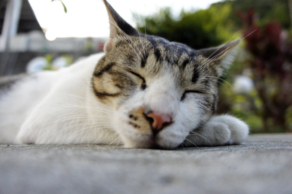 Cat sleeping their palate Free photos