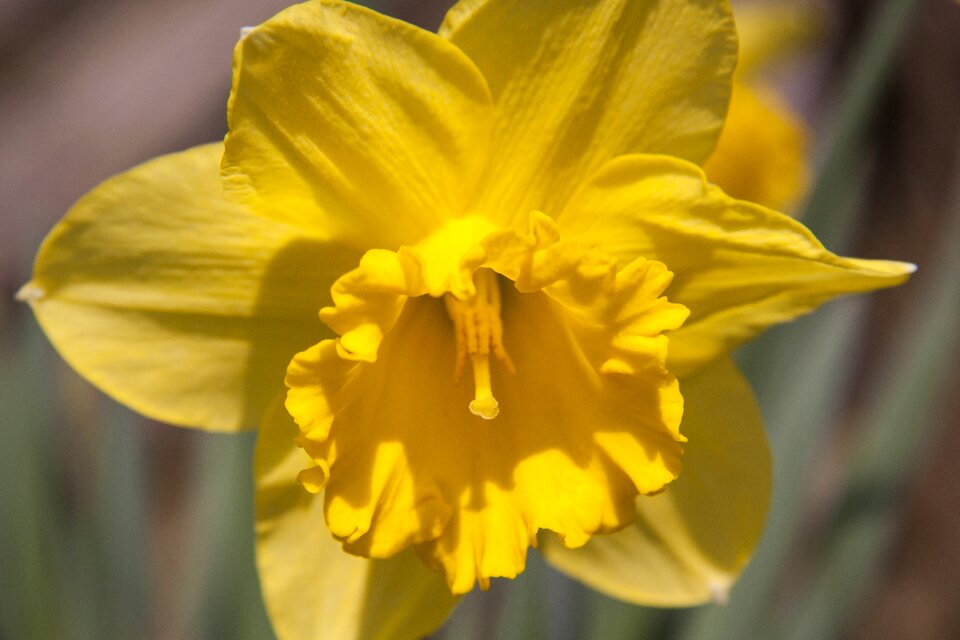 Easter flower spring photo