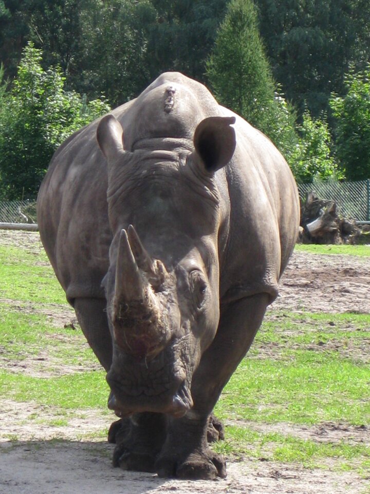 Rhino animal zoo