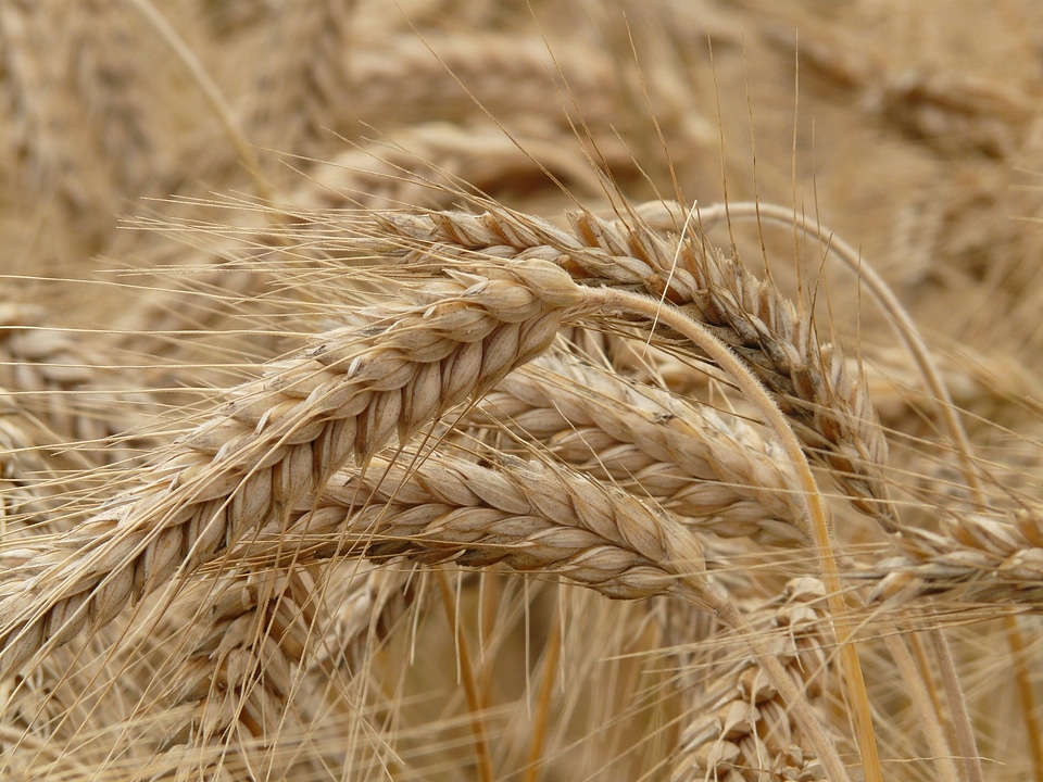Grain field rye field