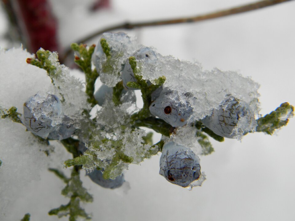 Purple blue cedar berry
