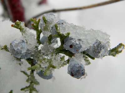 Purple blue cedar berry