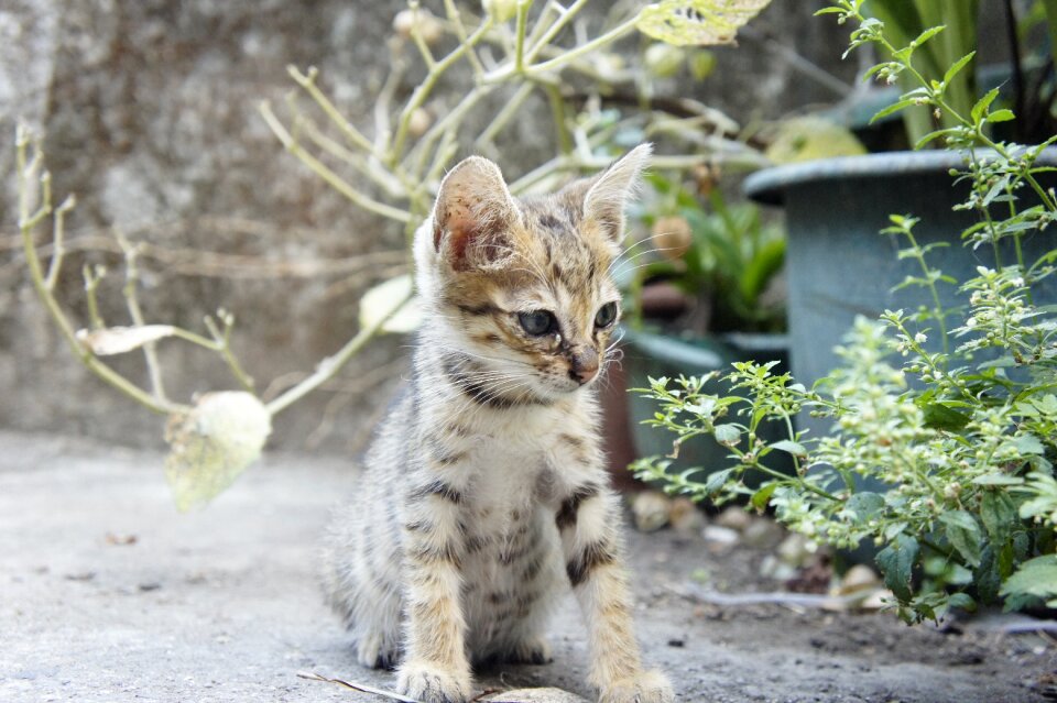 Cat small cat Free photos
