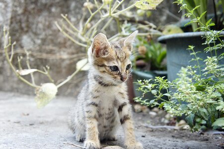 Cat small cat Free photos