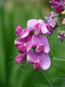 Faboideae legume purple