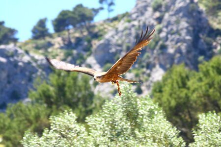 Raptor bird of prey flying